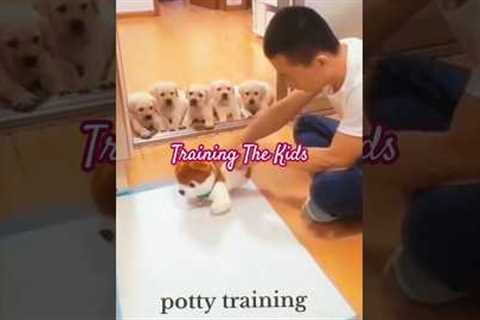 How to Potty Train Your Puppy (CAREFULLY EXPERIMENTED)