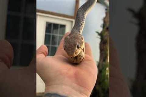 Always makes me a little nervous 😅 this guys bigger then he looks in videos! #snakes #animals