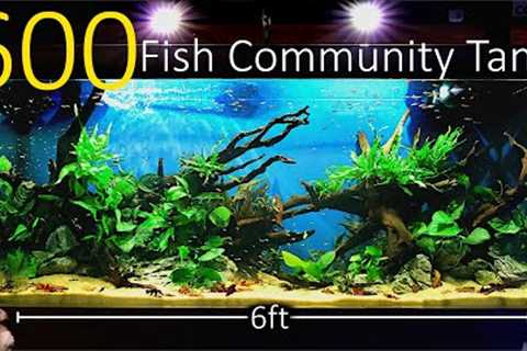 600 Fish Nano Community Tank: EPIC 6ft 500 Litre, Planted Aquascape Tutorial