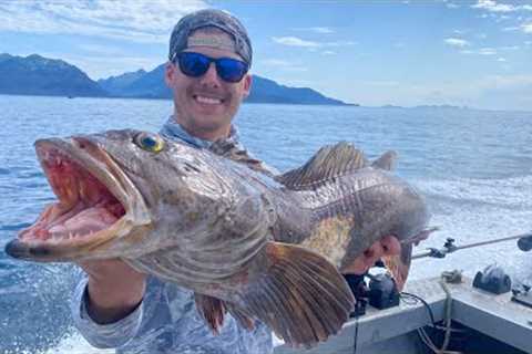 Massive Lingcod Catch and Cook! Lizard Fish! (Catch Clean and Cook)