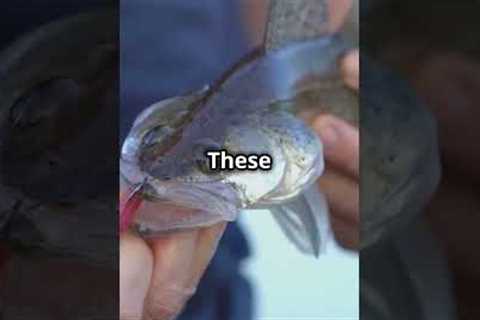 Top 5 Bass Fishing Lures You Need! #entertainment #fishing #bassfishing #fish #sorry #angler