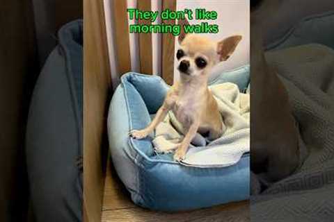 Tricks to Get Your Lazy Chihuahua Moving in the Morning 🐾 #ChihuahuaLife #PetHacks #DogLovers #dog