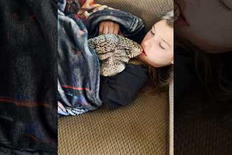 This Lizard Is The Best Cuddle Buddy l The Dodo