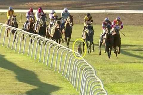 Hilarious moment: Uninvited kangaroo Joins In Horse Race