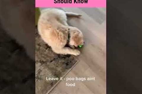 Tricks Your Puppy 🐶 Should Know | Dog Training Tips | Dogs Video | #shorts
