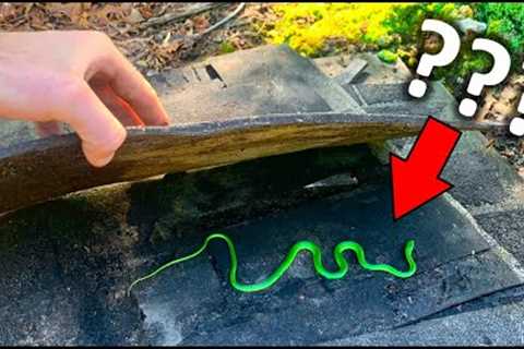 Flipping Tin and Trash For VIBRANT Snakes! (Unexpected Find!)