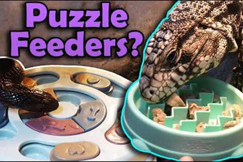 Seeing how our Reptiles React to Enrichment Toys!