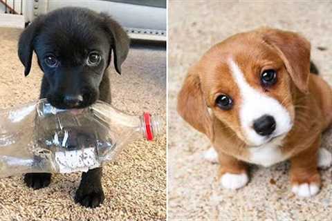 Funniest Animals 2024 😂 Best Funny Cats and Dogs 😻🐶 Part 32 | Cute Baby Dogs