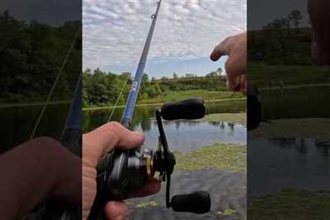 I called the bite on this crazy looking bass!