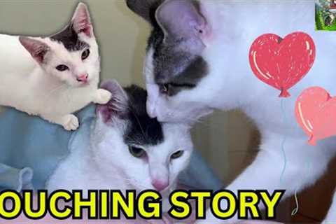 Pets are Family I Touching story I Funny &amp; Lovely video #169
