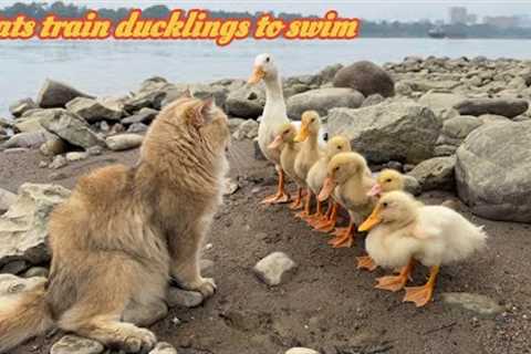 funny cat conquered the duckling and trained the duckling outdoors.cutest pet videos in the world😂
