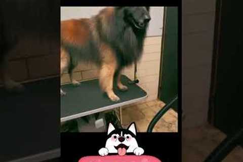 how to train belgian tervuren  #pets #puppy #germanshepherd