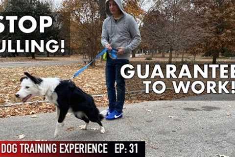 The MOST REALISTIC Leash Dog Training Lesson EVER! STOP PULLING!