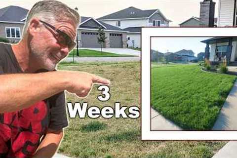 3 Weeks To Fix Your Damaged Lawn This Fall