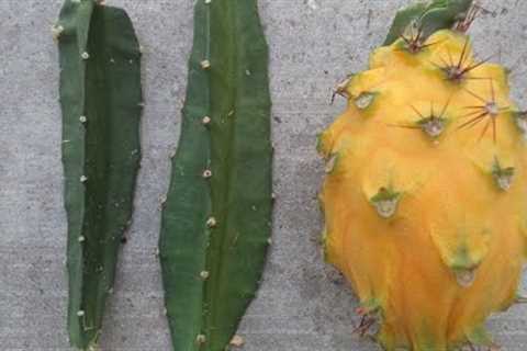 FREDDIE'S FARM (NAIROBI) UPDATE: DRAGON FRUITS AND OTHER PLANTS: ORGANIC AGRICULTURE