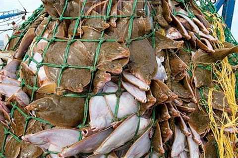 Amazing big catch fishing in the sea - Fastest Catch Hundreds Tons of Fish With Modern Big Boat