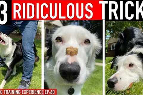 How to Train 3 RIDICULOUS Dog Tricks FAST!
