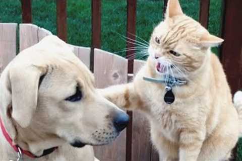 Funniest Animals 😄 New Funny Cats and Dogs Videos 😹🐶 - Ep.17