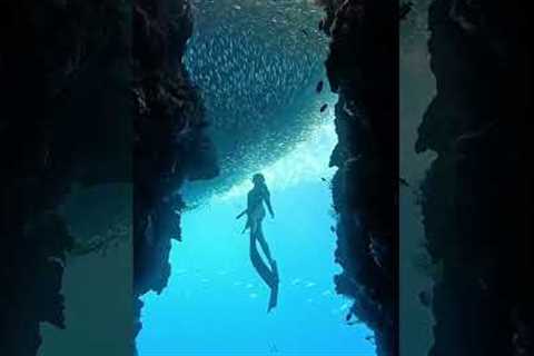 Everyone out of my way🤿🐠😁#freediving #scubadiving