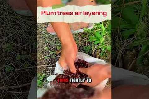 Tips....!Plum trees air layering.#shorts #trending #fyp#viral#explore#funny#challenge#tutorial#howto