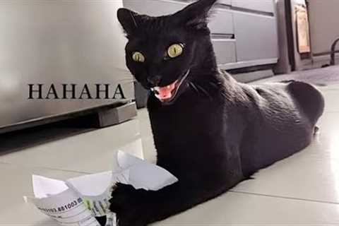 FUNNY and CRAZY CATS just never fail to AMUSE US! 😂 Best FUNNY CAT videos 2024