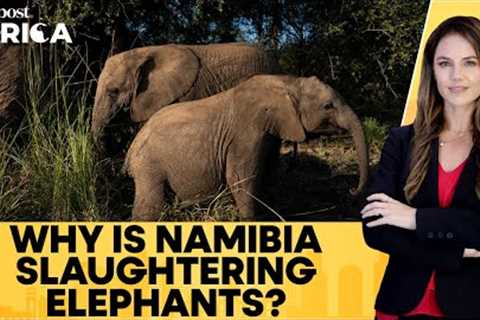 Namibia to Cull Over 700 Wild Animals, Including 83 Elephants to Feed Hungry Population