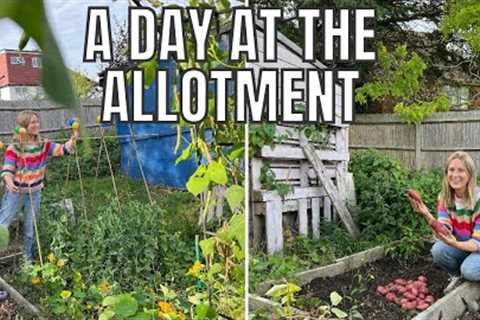 PLANTING SOME AUTUMN BRASSICAS / ALLOTMENT GARDENING FOR BEGINNERS