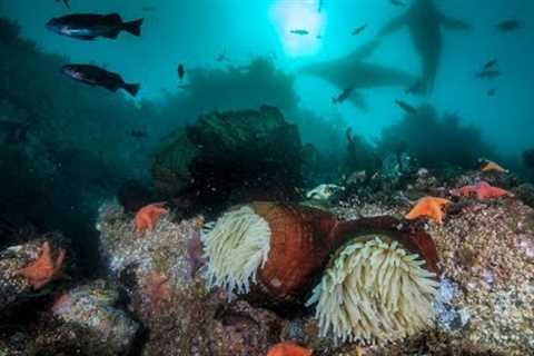 Scuba Diving in Monterey Bay, California