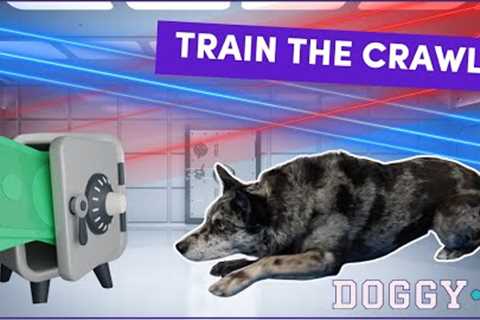 Teach Your Dog to Crawl: The Only Video You’ll Need! (easy dog trick!)