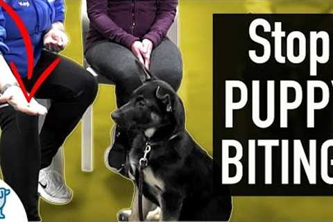 4 SIMPLE Exercises That You Can Do To STOP Puppy Biting