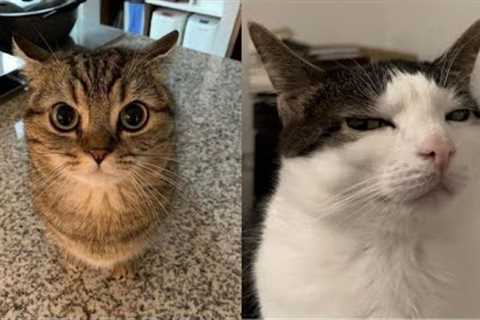 Try Not To Laugh 🤣 New Funny Cats Video 😹 - Tuxedo Cat Part 60