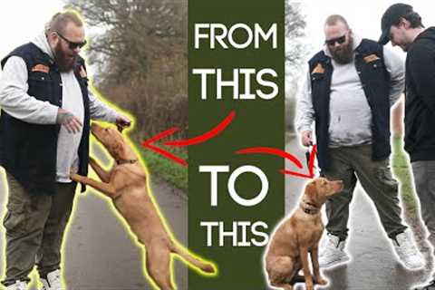 Teach Your Dog To Stop Jumping Up In 2 Simple Steps!