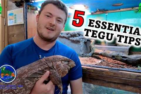 5 Essential Tips To Know Before Getting A Tegu!