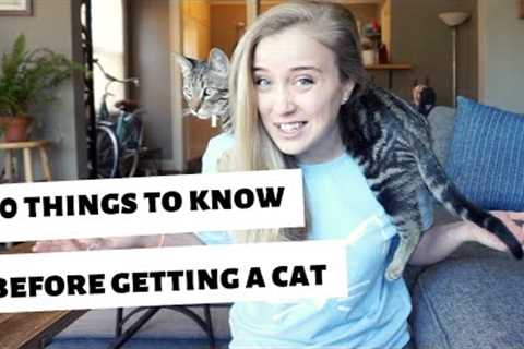 10 things I WISH I knew BEFORE getting a cat/kitten!