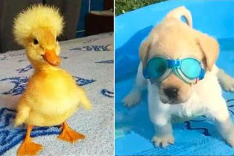 Funniest Animals 2024 😂 Best Funny Cats and Dogs 😻🐶 Part 33 | Cute Baby Dogs
