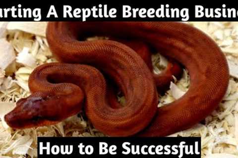 Starting a Reptile Breeding Business and How to Be Successful
