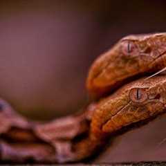 🔥😱The World's Most Poisonous Snakes: Deadly Venom Up Close 25 fun facts about snakes ! Its Herii