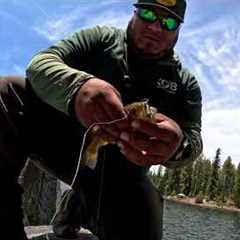 Fishing a NEW Lake & Catching a NEW Species(Shaver Lake)🎣🐟