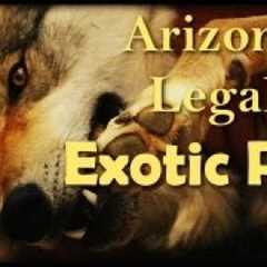 Which Exotic Pets are Legal (and Illegal) in Arizona?