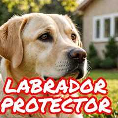 Is a LABRADOR a GOOD GUARD DOG? Watch before you decide | are labradors good guard dogs