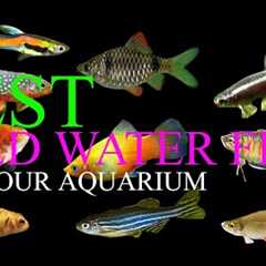 Top 10 Best Cold Water Fish Species For Your Freshwater Aquarium | No Heater Required