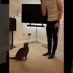 I trained my cat to do tricks (and it went viral…)