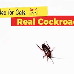 CAT GAMES - Cockroach Game for Cats (1 HOUR)🐈