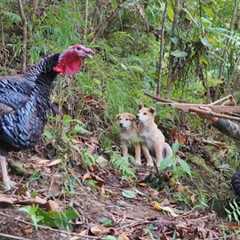 2 days of survival in the deep forest, setting turkey traps, catching giant stream fish