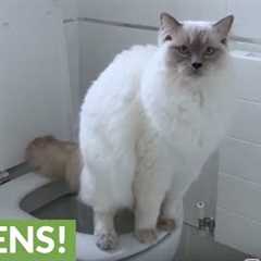 Toilet trained cat knows how to flush when finished