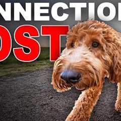 Struggling With  Dog  Pulling? Fix Your Connection!