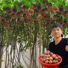 Home gardening| Growing passion fruit at home is surprising because of its unbelievable productivity