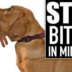 🛑 STOP Puppy Biting Fast! Everything You NEED To Know