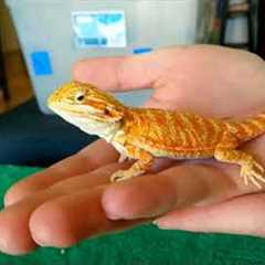 Unboxing baby bearded dragon!