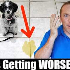 The BIGGEST Mistake People Make With Puppy House Training